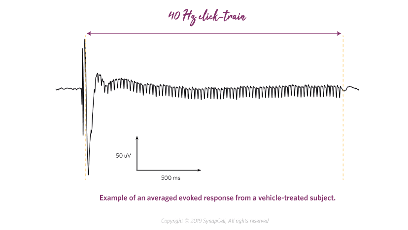 evoked-response-and-train-SsynapCell